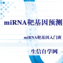 miRNA靶基因预测在线预测工具取交集