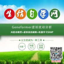 Geneformer虚拟扰动分析(AI扰动模型+虚拟基因敲除+机器学习SHAP)